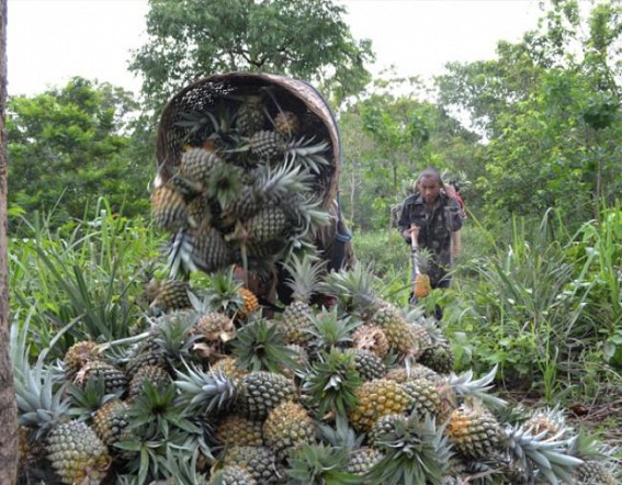 Pineapple growers facing trouble